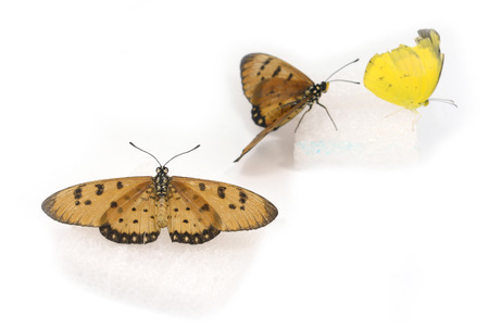 Beautiful Butterfly