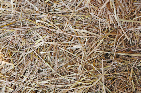 Dry straw macro shot. Background or Textureの写真素材