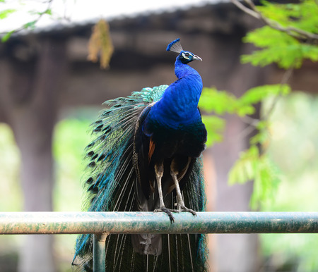 The Green Peafowl is capable of sustained flight and is often observed on wing.の写真素材