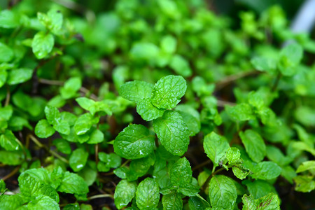 Kitchen Mint, Marsh Mint in vegetable garden