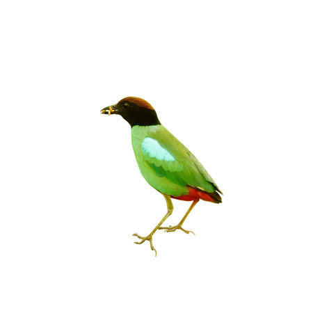 Green Bird, Hooded Pitta (Pitta sordida) in nature, in Thailand, isolated on white backgroundの写真素材