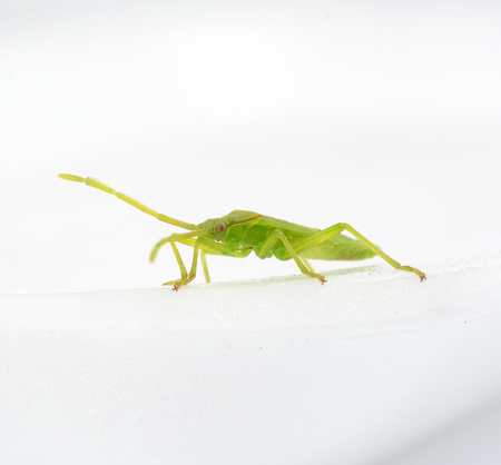 Green shield bugs
