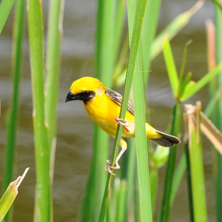 Asian Golden Weaver, in Thailand