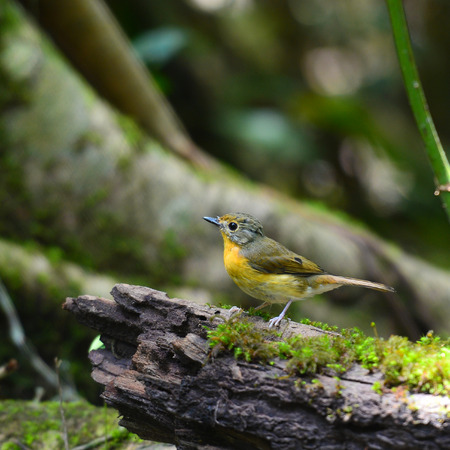 Colorful blue bird, Female Hill Blue Flycatcher (Cyornis banyumas), standing on the log, back profileの写真素材