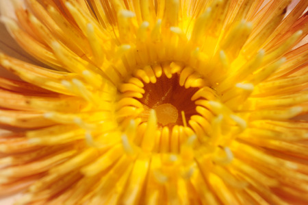 Soft-focus Beautiful water lillyの写真素材