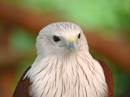 Close-up, Brahminy Kite bird from Thailandの写真素材