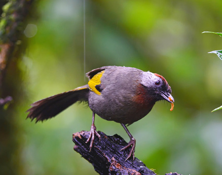 Chestnut-crowned Laughingthrush,in nature, Bird of Thailandの写真素材
