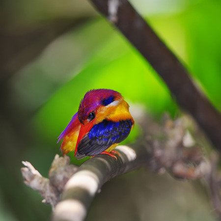 Colorful Bird  (à¸ºBlack-backed Kingfisher) in nature, in Thailandの写真素材