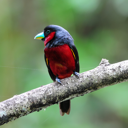 Colorful of black and red bird of Black-and-Red broadbill (Cymbirhynchus macrorhynchos) standing on a branchの写真素材