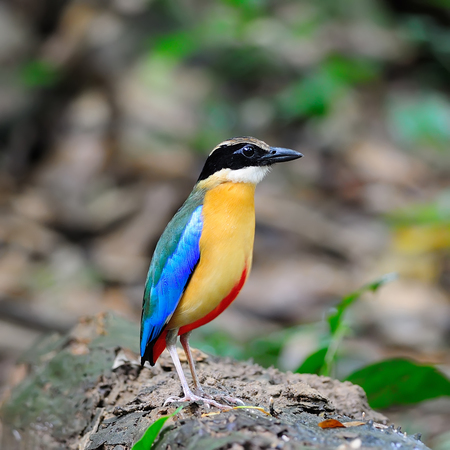 Beautiful colorful Bird (Blue-winged Pitta)  in nature, in Thailandの写真素材