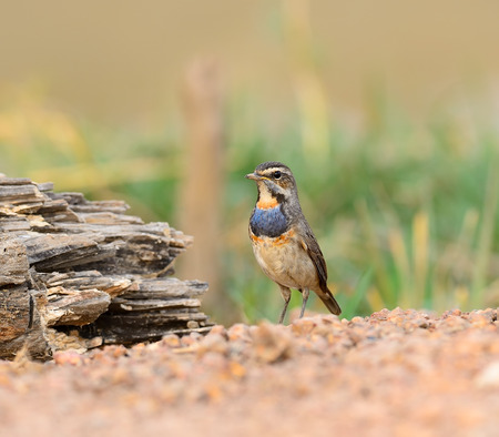 Bluethroat is imigrated bird in Thailand.
