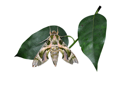 Butterfly on a white backgroundの写真素材