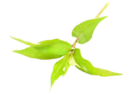 Vietnamese coriander (Persicaria odorata) isolated on white backgroundの写真素材