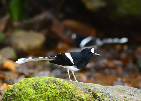 beautiful White-crowned Forktail (Enicurus leschenaulti) in Thai forestの写真素材