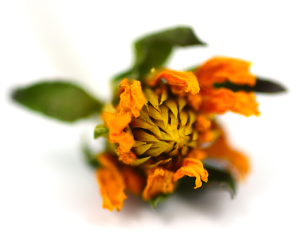 Yellow flowers deadの写真素材