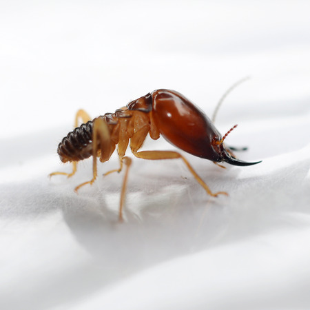 Termites eating the houseの写真素材