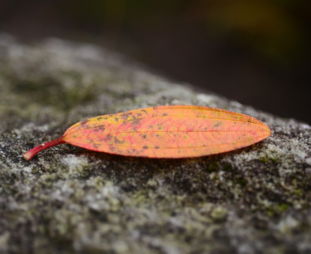 The art Red leaf on the rock.の写真素材