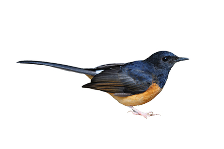 White-Rumped Shama on isolated white backgroundの写真素材