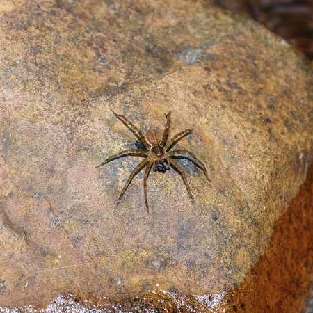 Spider on the stone in natureの写真素材