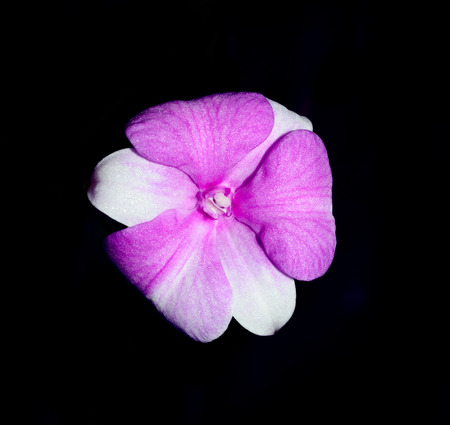 Beautiful Pink orchid isolated on black backgroundの写真素材