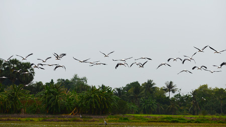 Many birds flying (Painted storks,  Mycteria leucocephala)の写真素材