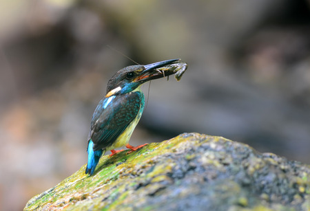 Blue-banded Kingfisher, alcedo euryzona, carrying shrimp in mouth to feed its chicks, standing on the log beside the flowing stream as blur background, bird, best shot of Blue-banded Kingfisherの写真素材