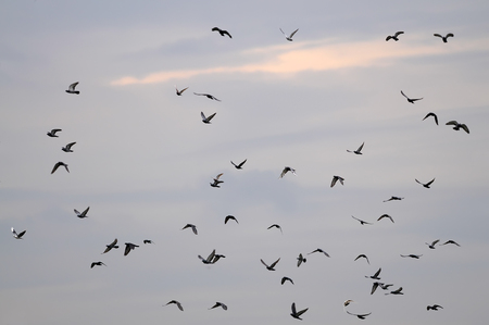 Flying pigeons