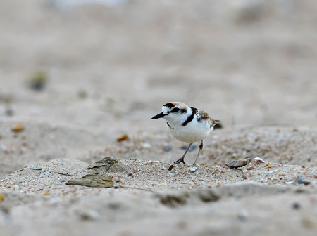 Malaysian Plover (Charadrius peronii)