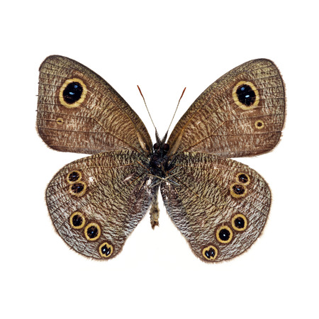 Beautiful Brown Butterfly isolated on white backgroundの写真素材
