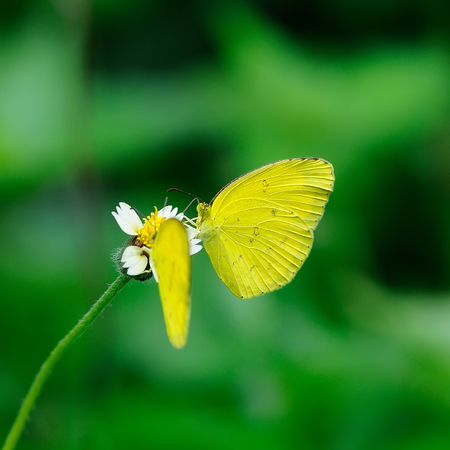 beautiful Yellow Butterfly on flowerの写真素材