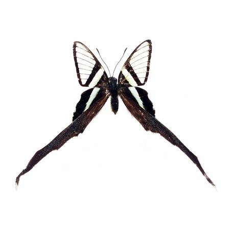 Beautiful Colorful Butterfly isolated on white backgroundの写真素材