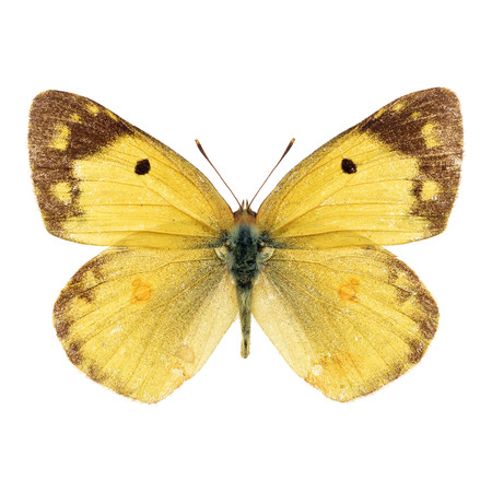 Beautiful Yellow Butterfly isolated on white backgroundの写真素材