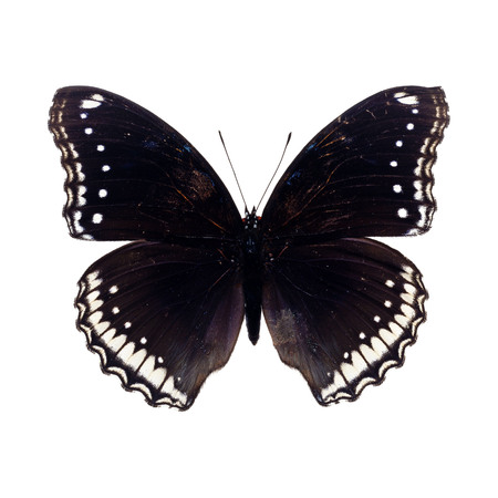 Beautiful Black Butterfly isolated on white backgroundの写真素材