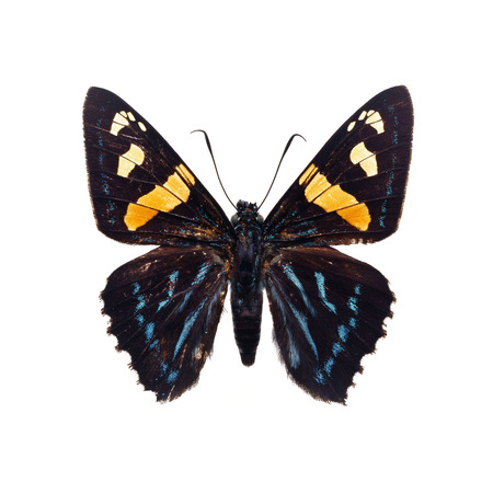 Beautiful colorful Butterfly isolated on white backgroundの写真素材