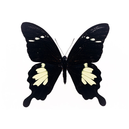 Beautiful black and white Butterflyの写真素材