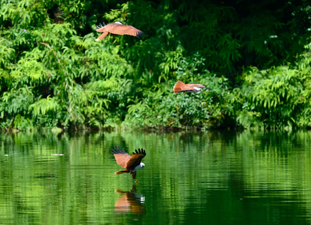 Flying birds Brahminy Kite (Haliastur indus)