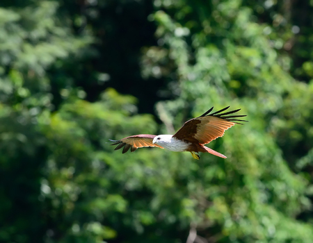 Flying birds Brahminy Kite (Haliastur indus)の写真素材