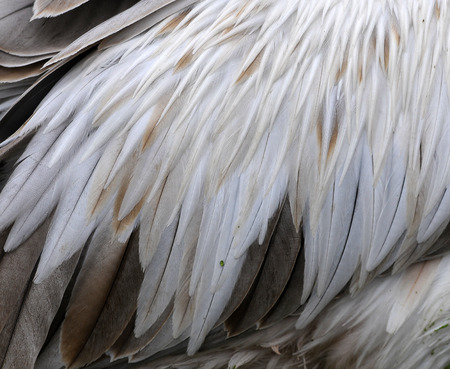 white feather Spot-billed Pelican (Pelecanus philippensis)の写真素材