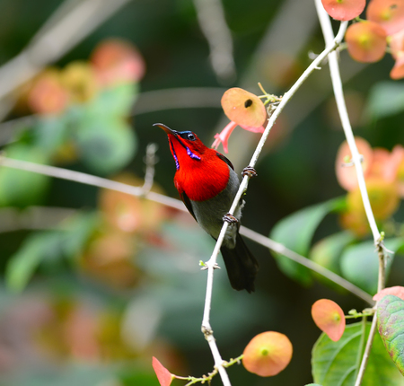 Beautiful Color A male Crimson Sunbird. (Aethopyga siparaja)の写真素材
