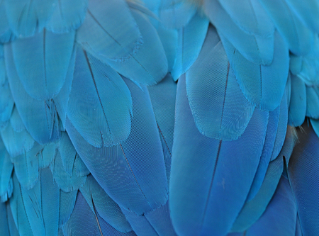 Seamless pattern made from colorful Scarlet Macaw feathers. background textureの写真素材