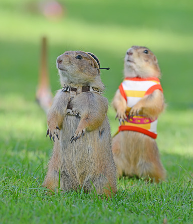 prairie dog on grassの写真素材