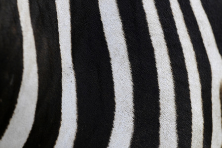 zebra wool, may use as backgroundの写真素材