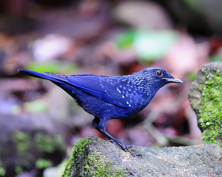 Blue Whistling Thrush Bird (Myophonus caeruleus)の写真素材