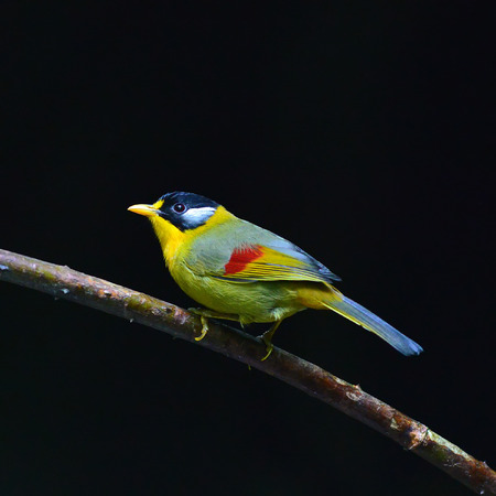 Colorful Bird (Silver-eared Mesia)の写真素材