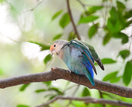 lovebird