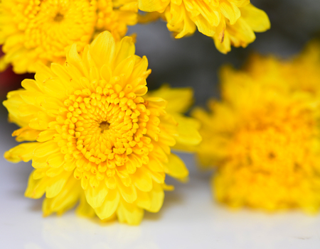 Yellow flowersの写真素材