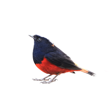 Red Bird, White-capped Water Redstart (River Chat) isolated on white backgroundの写真素材