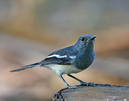Oriental Magpie-Robin, Magpie Robin (Copsychus saularis)
