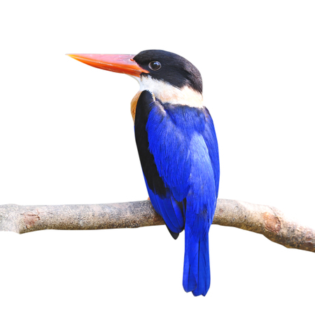 Beautiful colorful bird (Black-capped Kingfisher, Halcyon pileata) perching on a branch, on white backgroundの写真素材