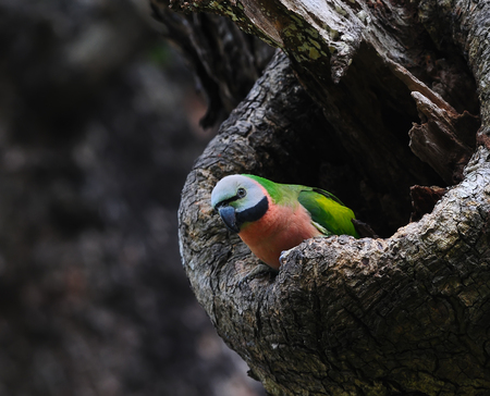 Red-breasted parakeet(Psittacula alexandri) catch on the old tree in nature